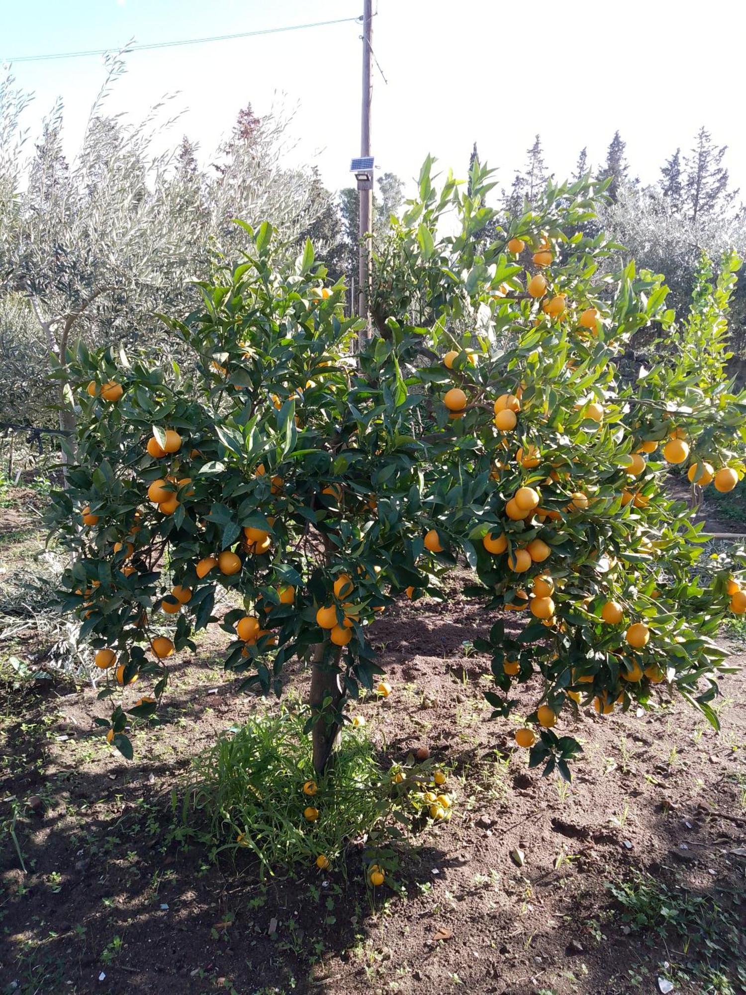 Le Casette Di Nonna Rosa In Fontanarossa Catania Airport Exteriör bild